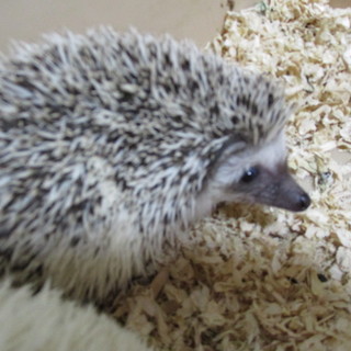 ハリネズミ（オス2匹）里親募集
