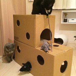 「ダンボールを愛する猫たちへ」サムネイル1