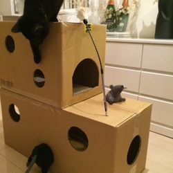 「ダンボールを愛する猫たちへ」サムネイル2