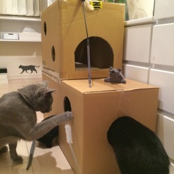 「ダンボールを愛する猫たちへ」サムネイル3