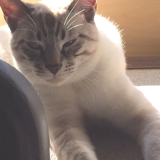 優しい里親様に出会えました。有難うございました