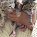 生後10日の赤ちゃん猫です！