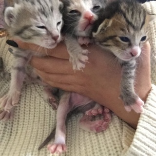 生後10日の赤ちゃん猫です！