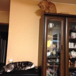 降りられへん…(´･_･`)