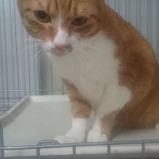 三毛猫と黒猫の仲良しコンビ