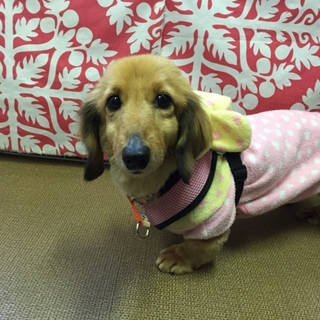 明るく甘えん坊なクーちゃん