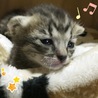 ゆめぴす
