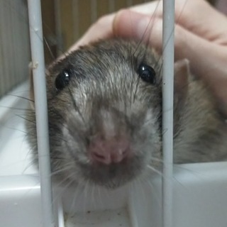 ラットくん、里親さまに無事譲渡されました。
