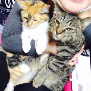 生後6ヵ月の2匹の懐っこい猫ちゃん