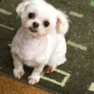 家族ができました！