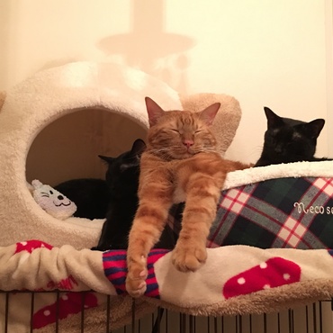 最近購入した猫の形のベッドと丸いベッドがお気に入りみたいです(^O^)★