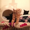 最近購入した猫の形のベッドと丸いベッドがお気に入りみたいです(^O^)★