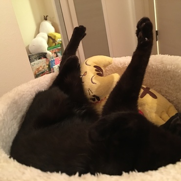 君は犬神家の一族の映画に出るのかい、、、？(´･ ･`)