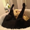 君は犬神家の一族の映画に出るのかい、、、？(´･ ･`)
