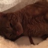 (覗いて見た、、)ニャンで起こすのにゃ！って言ってるのかな？