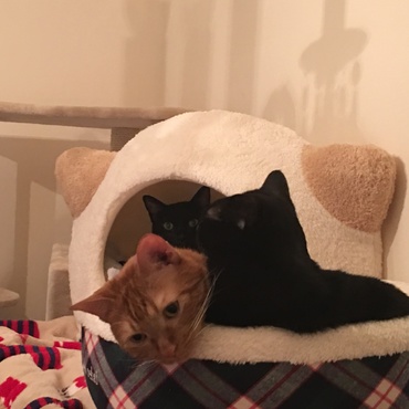 こっそり猫ベッドから写ったのにゃ！