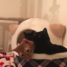 こっそり猫ベッドから写ったのにゃ！