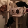 キャットタワーを設置した時の様子(=^^=)(1週間前)