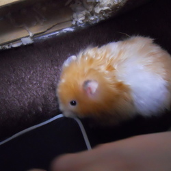 クリボウが我が家に来た日から。
