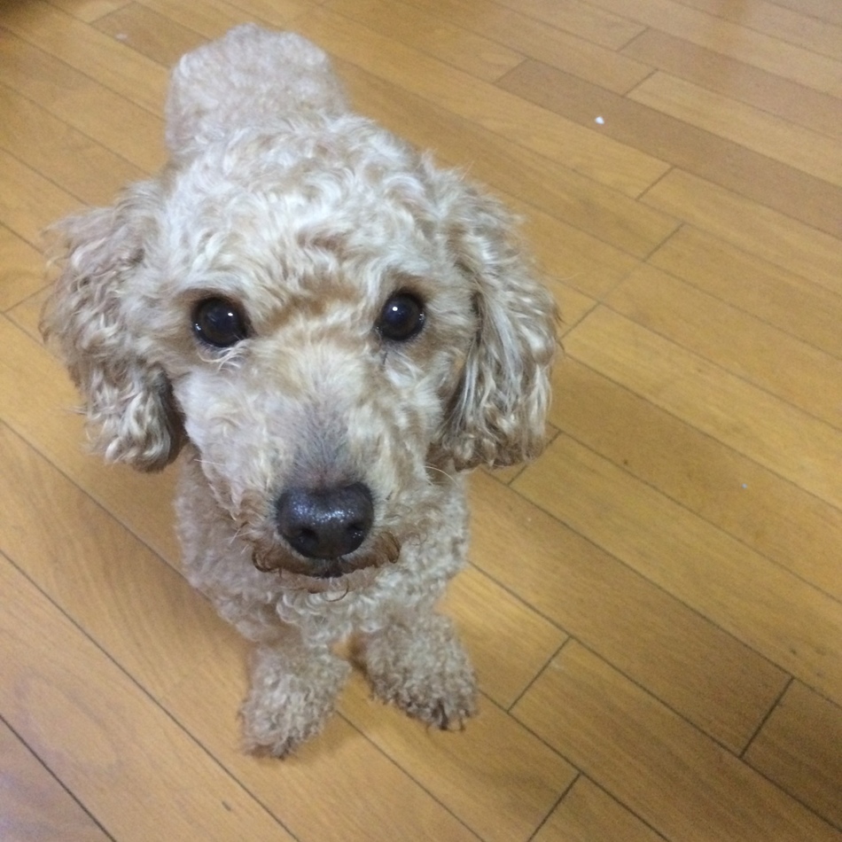 ノア君のカバー写真