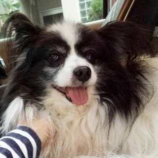 飼い主さん死亡