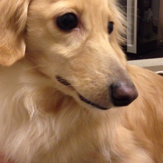 甘えたワンちゃん