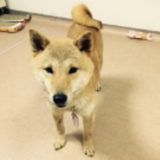 柴犬のももちゃん