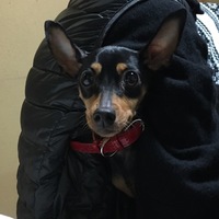 ひばり
