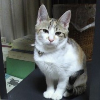 べべちゃん 栃木県 猫の里親募集 1000 ペットのおうち 月間利用者150万人