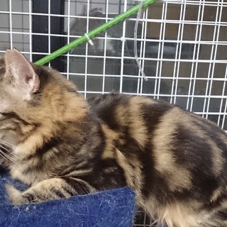 緊急募集です。ポン太君。里親会に会いに来てください