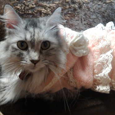 14歳で虹の橋を渡りました