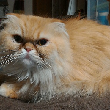 11歳で虹の橋を渡りました