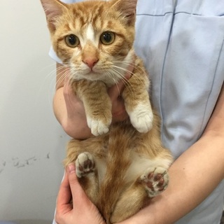 子猫里親募集