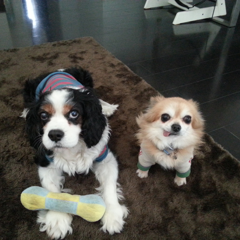 ニーナのカバー写真