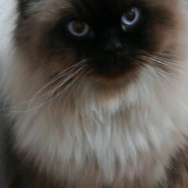 ろろ君のカバー写真