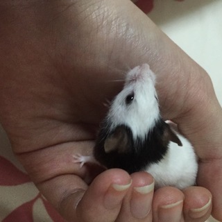 パンダマウス再募集