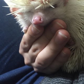 ハリネズミ里親募集【一時中断】