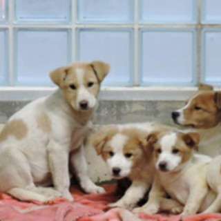 5ヶ月6兄弟処分寸前。手を差しのべ家族の一員に。。