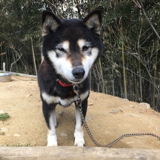 黒柴小梅ちゃん８歳兵庫の里親様宅で幸せです