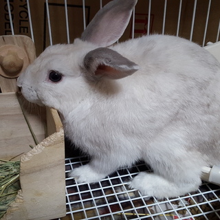 おとなしい男の子です！