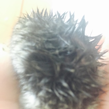 ハリネズミとみせかけて…答えはハムスター 笑