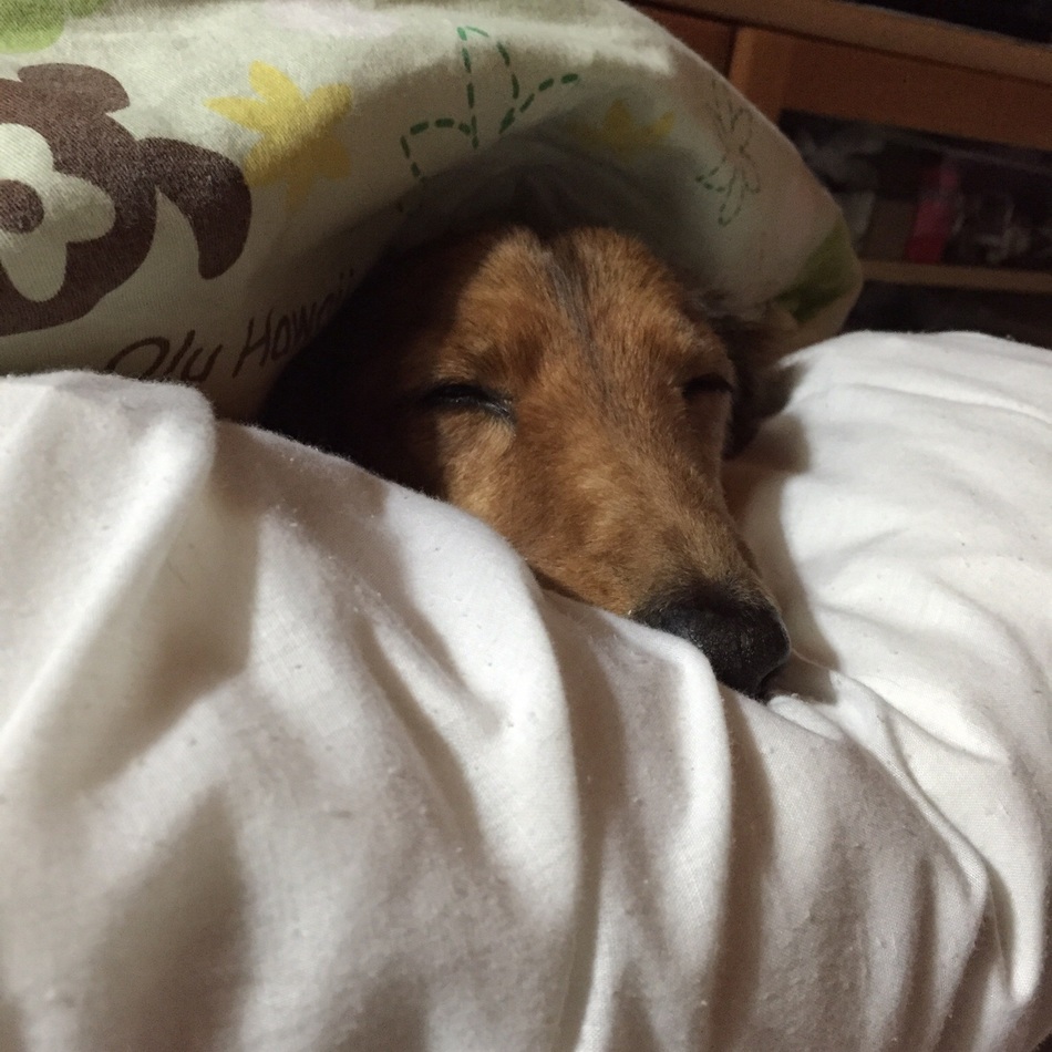 ジョンのカバー写真