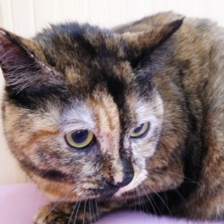 あずきちゃん　おとなしい子です