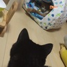 ミーソックス＆律まる