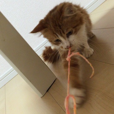 律まる