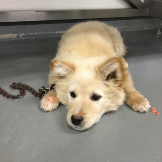 だんご三兄弟のごへい君！