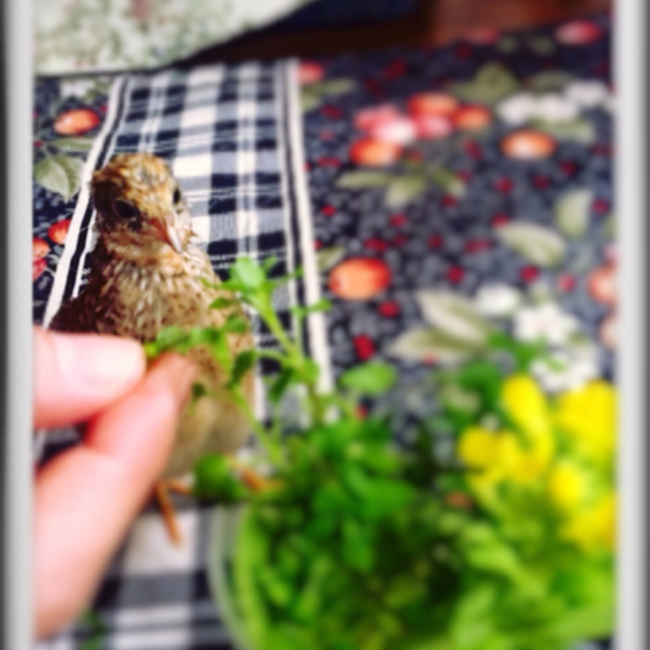 ぴぴぴぴぴぴぴ さん ペットのおうち 月間利用者150万人