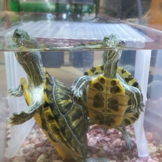 里親さん見つかりました♪