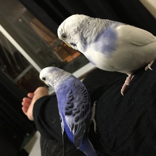 セキセイインコ♂♀２匹の里親様募集(停止中
