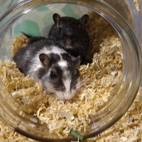 ちーちゃん＆みーくん